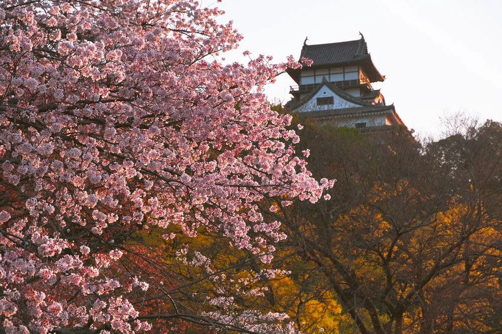 桜と国宝犬山城